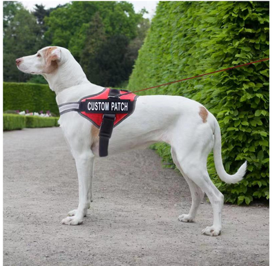 Personalized Dog Harness