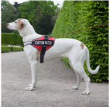 Personalized Dog Harness